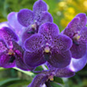 Meet your Posher, Egypt